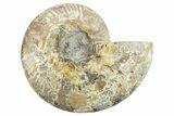 Cut & Polished Ammonite Fossil (Half) - Madagascar #282966-1